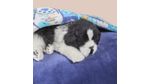 CAMA-MASCOTAS-IGLU-FLANNEL-6080-AZUL-PATRIOTAPETS-22_2